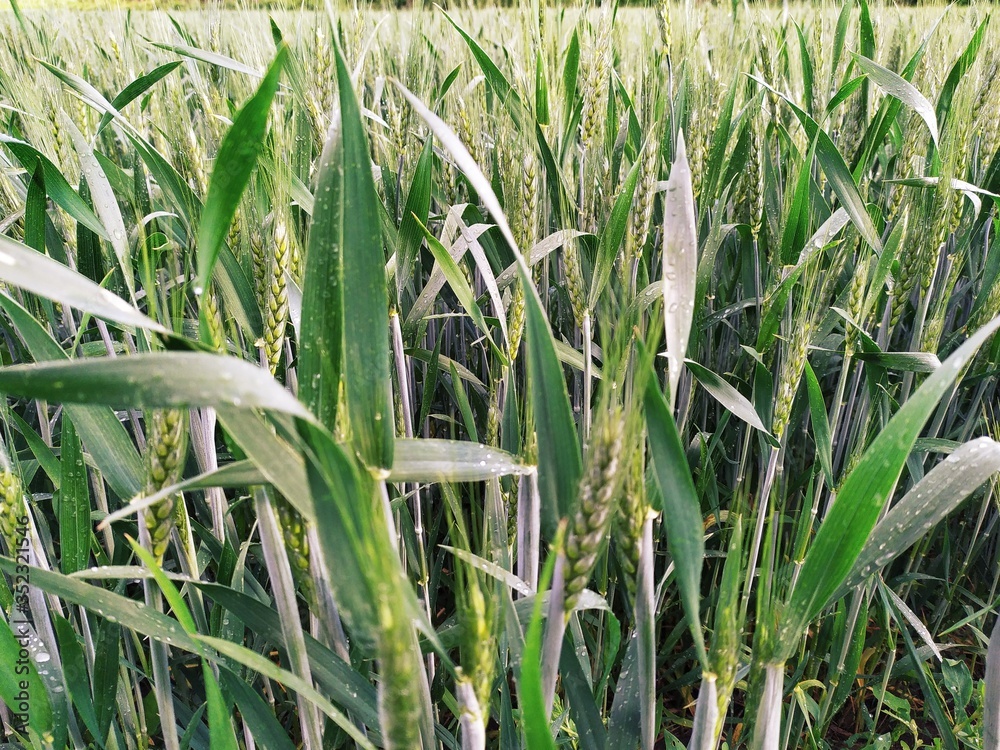 Fototapeta premium Green lush planted a field od wheat