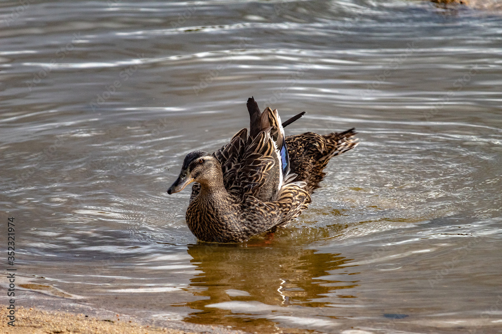 Duck ruffled feathers Duck ruffled feathers