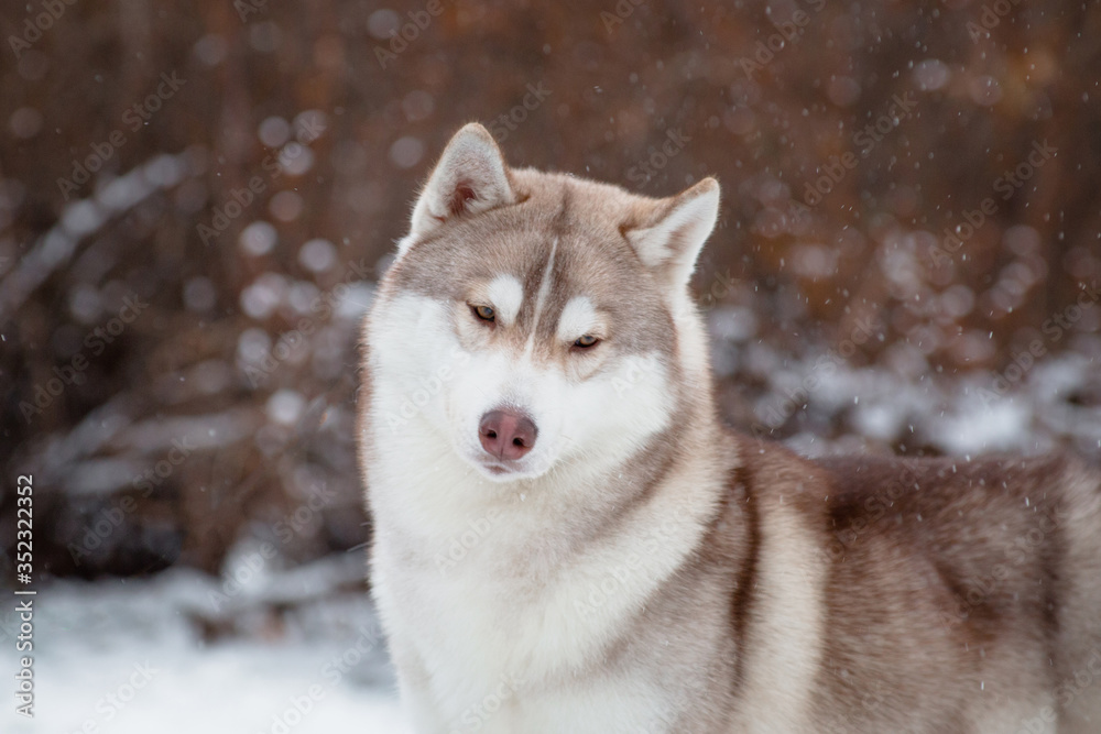 Siberian husky dog in winter