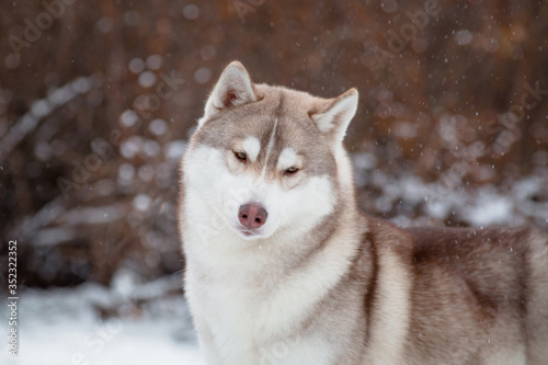 Siberian husky dog in winter © katamount