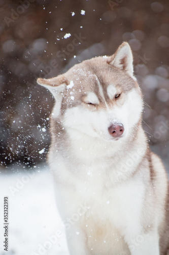 Husky dog funny shakes off the snow © katamount