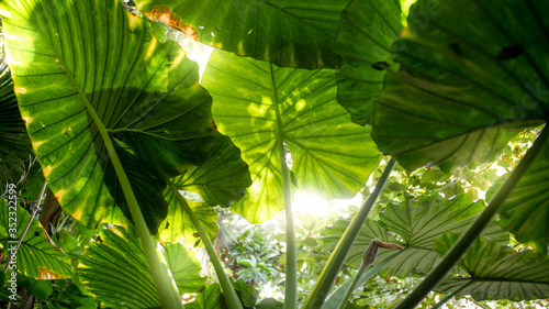 Beautiful view through the dence foliage and big leaves in tropical jungle forest on bright sun photo