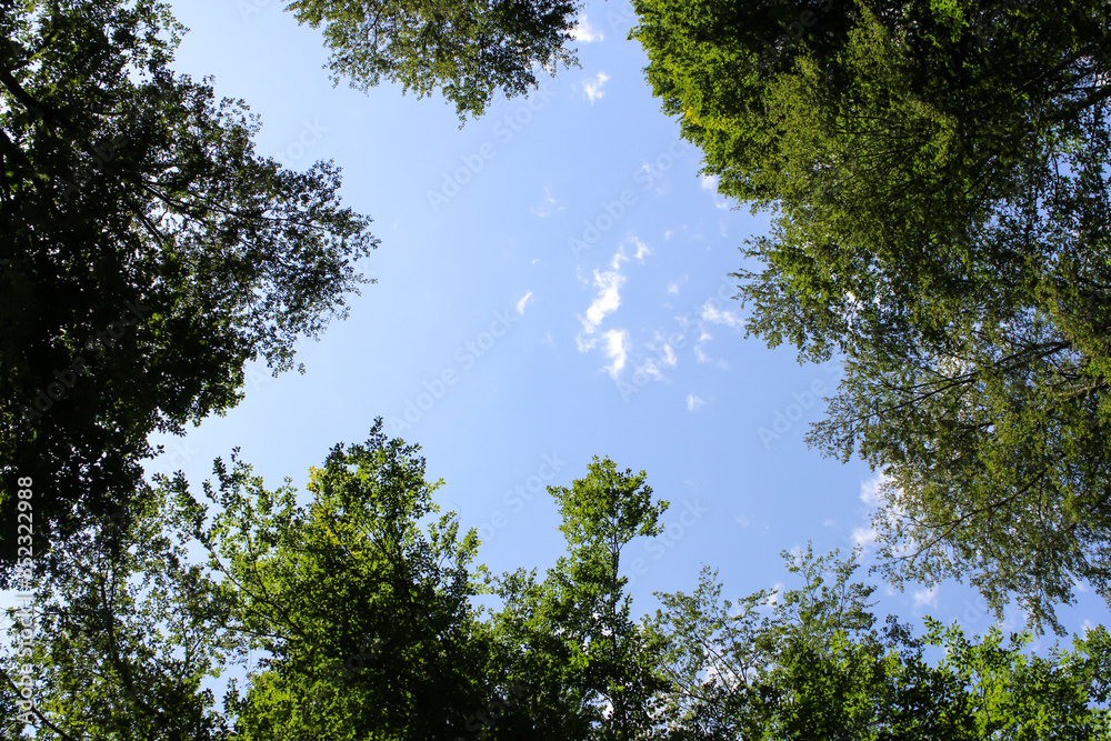 Fototapeta premium Dense forest with tall trees in a yellow field