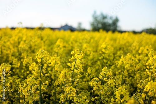 blooming rapeseed field,rural landscape © Jane