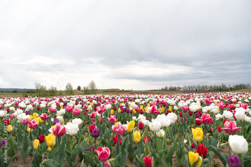 Flowers presentation. Colorful field of tulips, Netherlands. bulb fields in springtime. harmony in meditation. nature is humans anti-stress. Beautiful colored tulip fields. Holland during spring