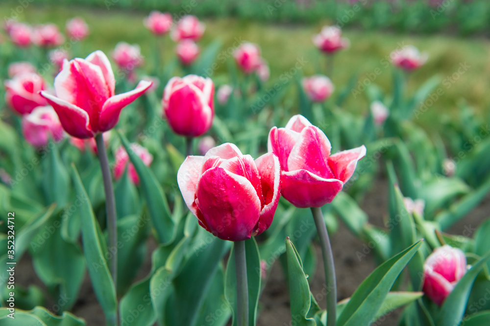 Making the world bright. pink vibrant flowers. beauty of nature. enjoy seasonal blossom. pink flowers in field. Landscape of Netherlands tulips. Spring season travel. Colorful spring tulip field Making the world bright. pink vibrant flowers. beauty of nature. enjoy seasonal blossom. pink flowers in field. Landscape of Netherlands tulips. Spring season travel. Colorful spring tulip field