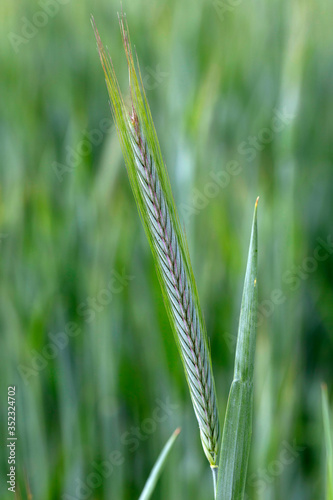 Detail of the young green Rye Spike