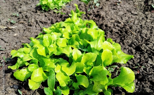 lettuce growing in the garden