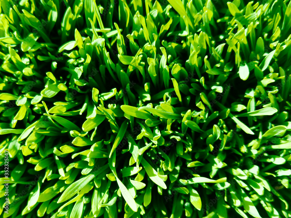 Fototapeta premium Young wheat. Green grass. Top view. Stock photo.