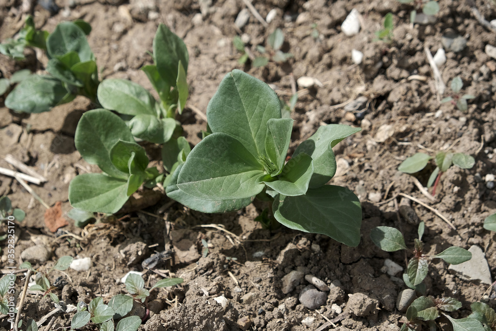 newly sprouted spanish beans planted in the garden, broad bean plant, natural and organic, newly sprouted spanish beans planted in the garden, broad bean plant, natural and organic,
