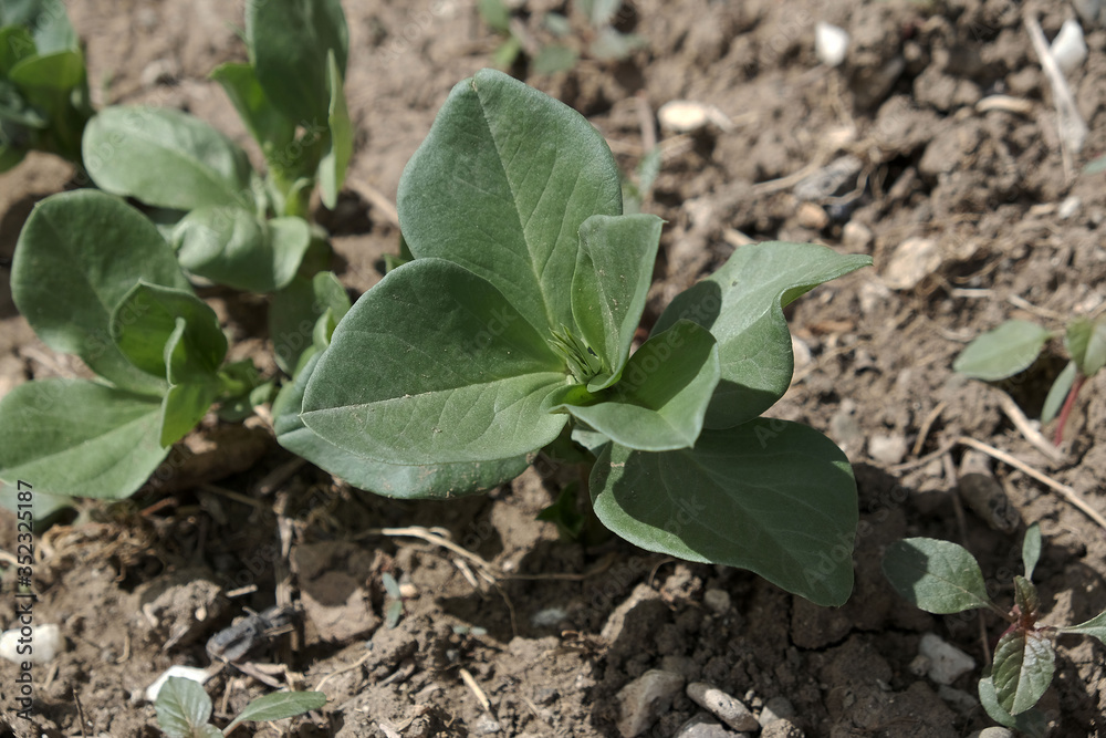 newly sprouted spanish beans planted in the garden, broad bean plant, natural and organic, newly sprouted spanish beans planted in the garden, broad bean plant, natural and organic,