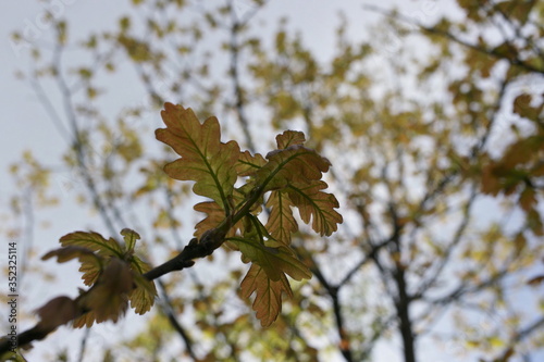 young spring oak leaves 