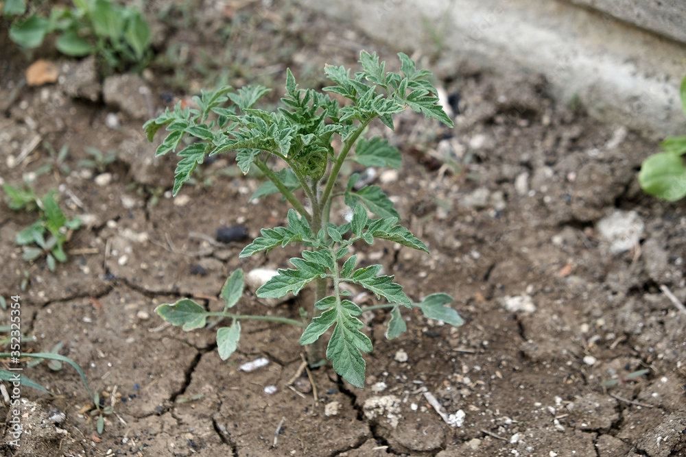 newly planted tomato seedlings in the garden, tomato plant in the organic garden, newly planted tomato seedlings in the garden, tomato plant in the organic garden,