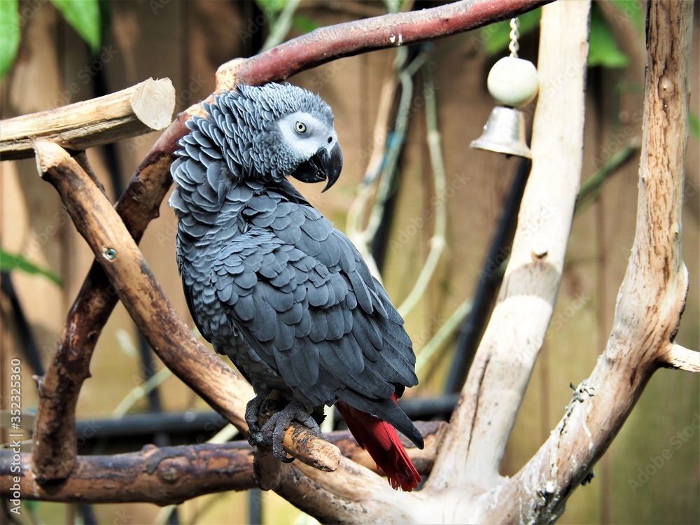 Obraz premium black macaw bird perched