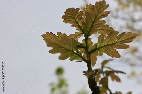 young  oak leaves in the sun