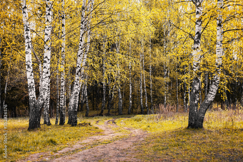 Obraz premium picturesque virgin beautiful mixed forest without people