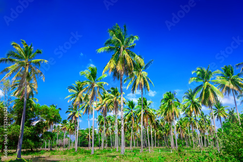 Wallpaper Mural Palms Torontodigital.ca