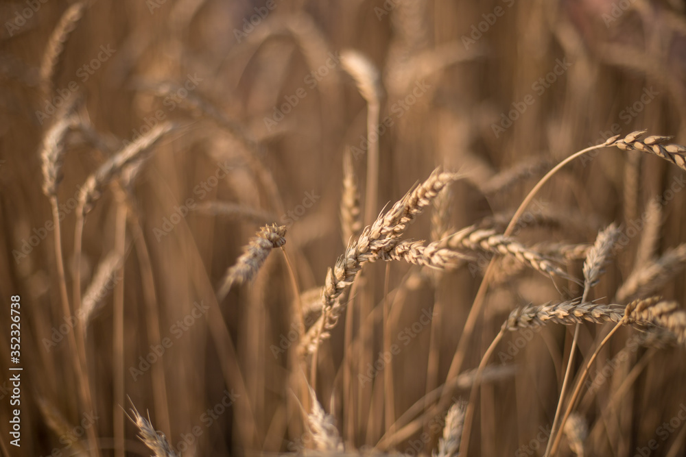 Ears of ripe wheat on a blurred background Ears of ripe wheat on a blurred background
