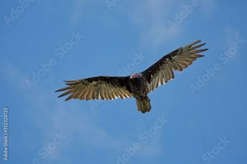 A Turkey Vulture looking for prey