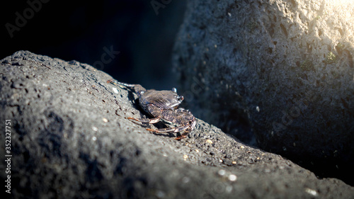 Closeup image of black sea crab sitting on the rock at ocean shore