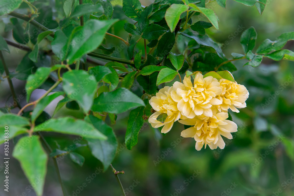 Detail of yellow flower with green leaves quite healthy and beautiful. Detail of yellow flower with green leaves quite healthy and beautiful.