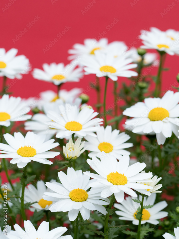 Obraz premium ノースポールの花
