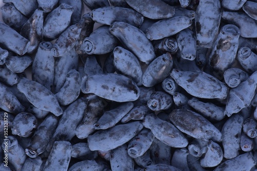 Blue honeysuckle (Lonicera caerulea var. edulis). Known also as Honeyberry, Blue-berry honeysuckle, Sweetberry honeysuckle and Haskap berry. Another scientific name is Lonicera edulis.