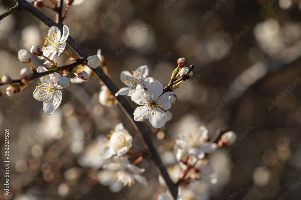 Mirabelle plum, mirabelle prune or cherry plum (Prunus domestica subsp. syriaca) Mirabelle plum, mirabelle prune or cherry plum (Prunus domestica subsp. syriaca)