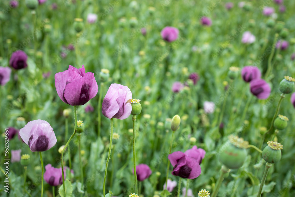 Poppy field. Poppy flowers swaying on wind in the field. Poppy field. Poppy flowers swaying on wind in the field.