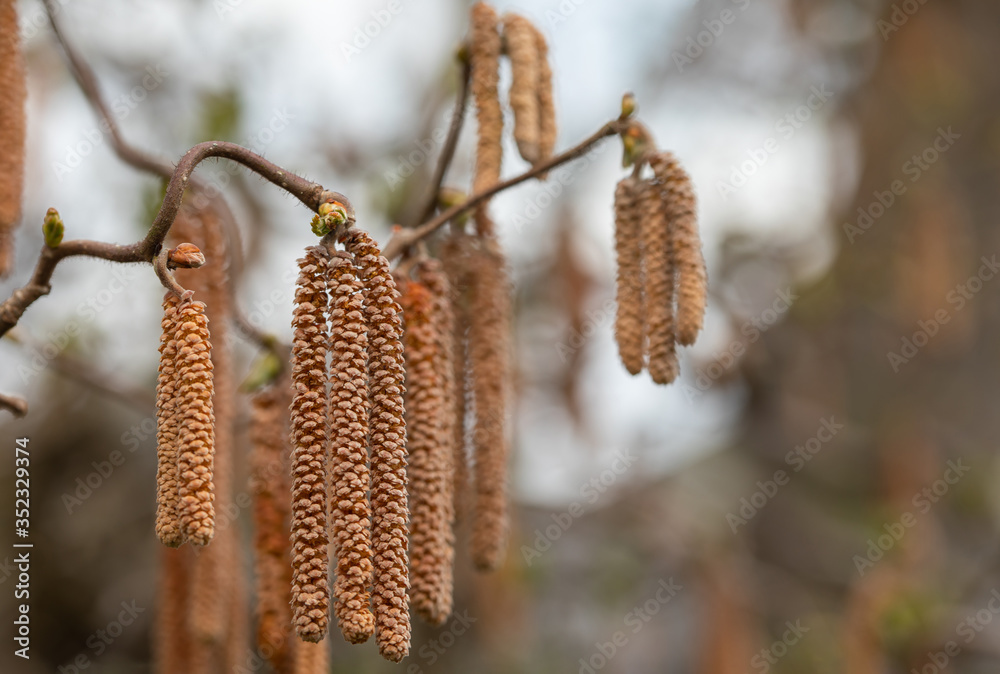 Catkins of Common Hazel (Corylus avellana) Catkins of Common Hazel (Corylus avellana)