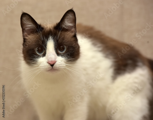 thai cat with blue eyes photo