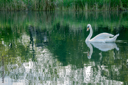 Swan on the lake on bulrush background in the evening  sunlight