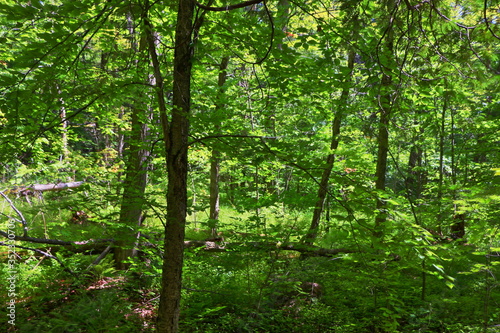 trees in the forest