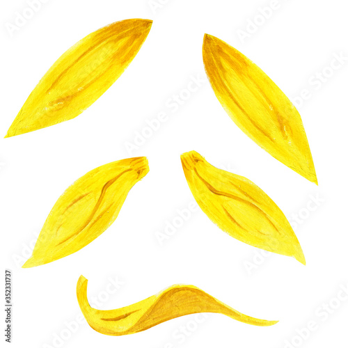 Collection of yellow sunflower, dahlia, chrysanthemum petalsisolated on white background. Elements of flowers drying and making ikebana flower arrangement. Watercolor gouache hand drawn illustration.
