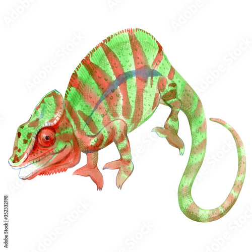Watercolor painting of chameleon isolated on white background. Original stock illustration of lizard.