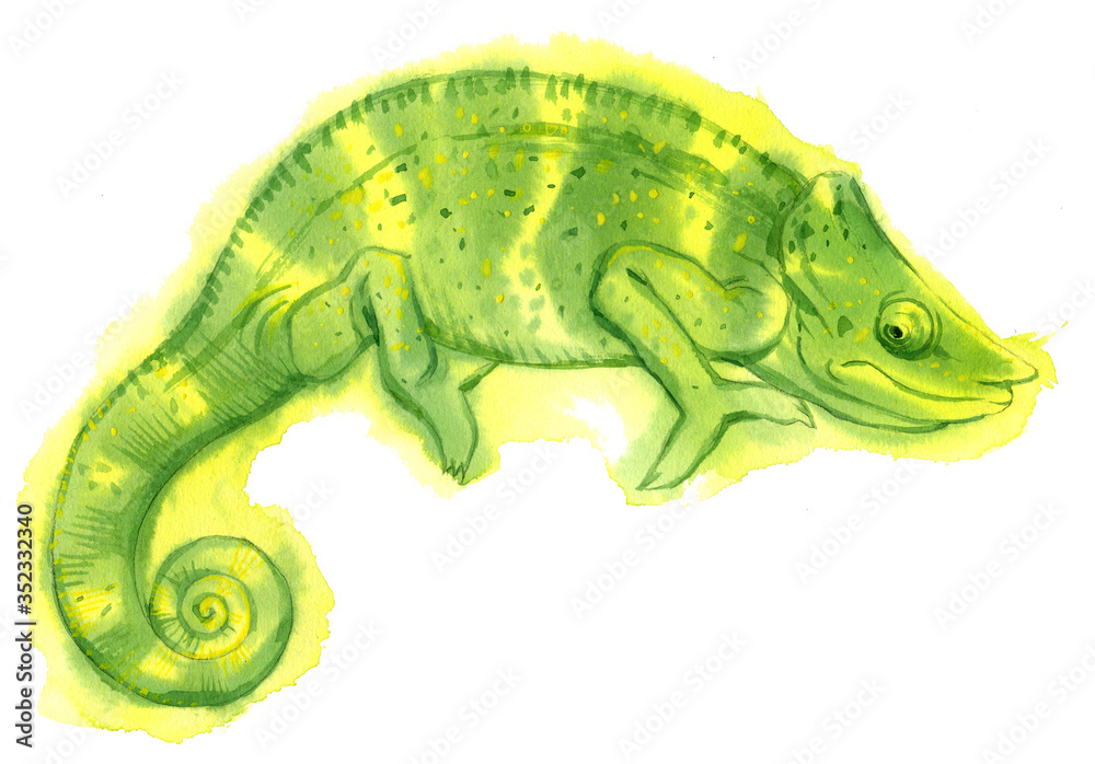 Fototapeta premium Watercolor painting of chameleon isolated on white background. Original stock illustration of lizard.