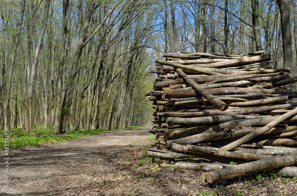 Harvesting wood in a young, green forest. Cut logs, timber. Harvesting wood in a young, green forest. Cut logs, timber.