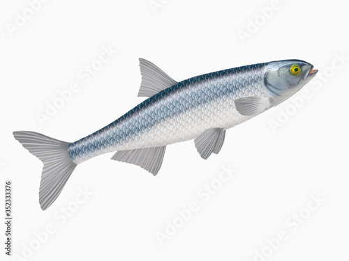 poisson, able de heckel , isolé, aliment, blanc, frais, animal, fruits de mer, pêche, brut, mer, ailette, argent, attraper, sain, fraîcheur, nature, eau douce, queue, mort, viande, repas, fleuve, prot