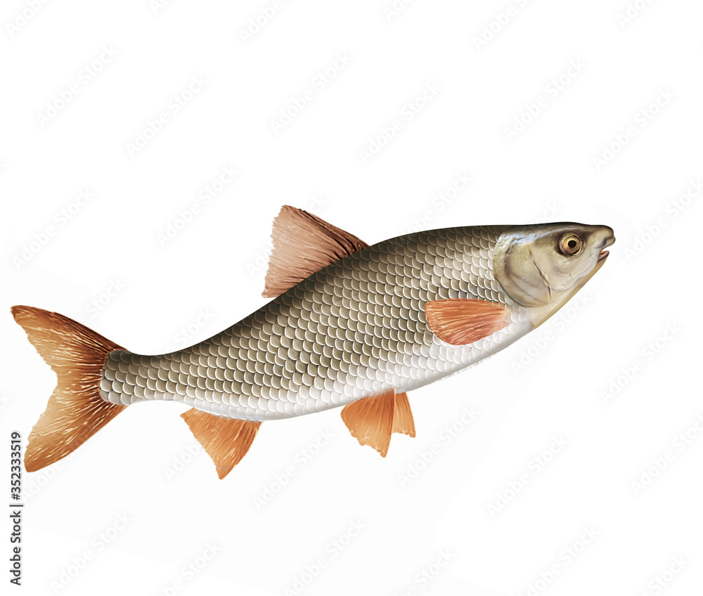 Obraz premium poisson, hotu, isolé, aliment, blanc, frais, animal, fruits de mer, pêche, brut, mer, ailette, argent, attraper, sain, fraîcheur, nature, eau douce, queue, mort, viande, repas, fleuve, protéine