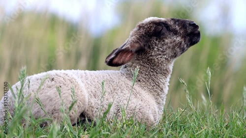 cute lamb in the grass ruminating 
