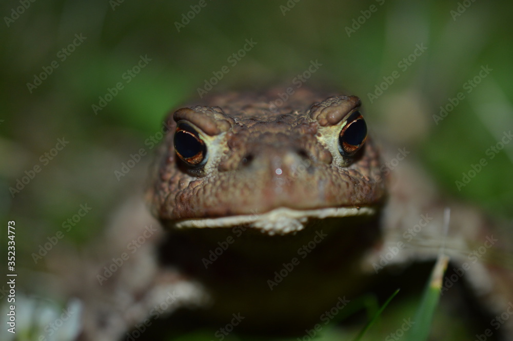 Obraz premium frog on the ground