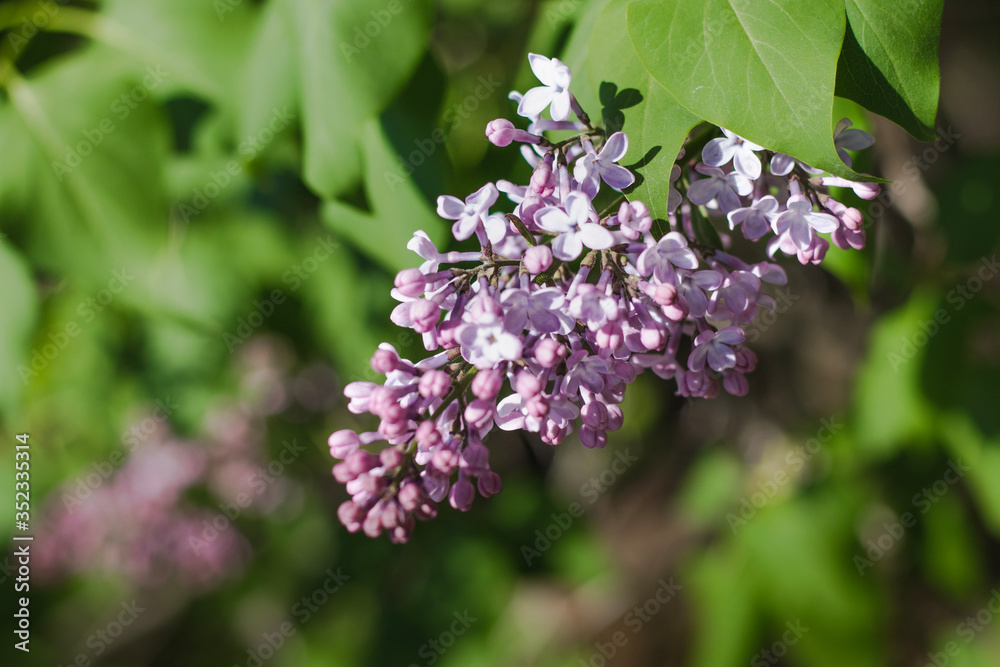 Lilac flowers in May - close-up. Green bokeh background Lilac flowers in May - close-up. Green bokeh background