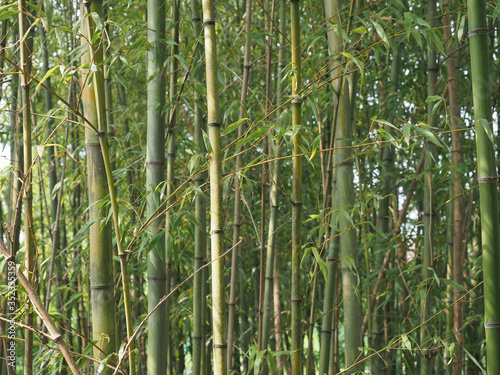 Fototapeta Naklejka Na Ścianę i Meble -  bamboo tree (Bambusoideae) background