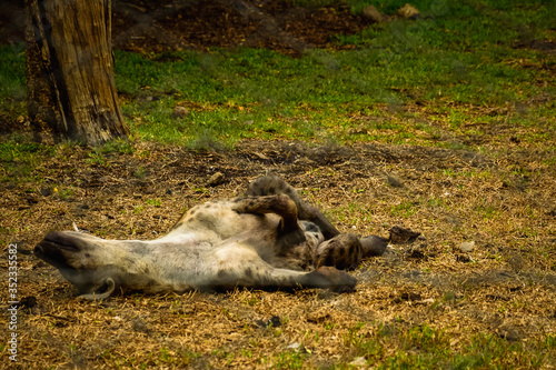 Spotted hyena  crocuta crocuta  relaxing on the grass in Casela Park. Mauritius  5 12 16.