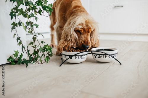 English cocker spaniel dog eating food from ceramic bowl photo