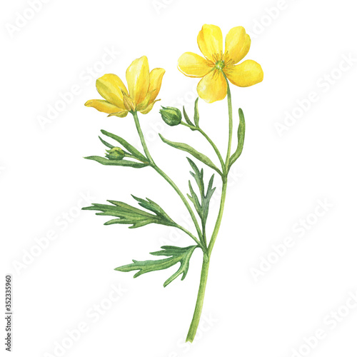   loseup of the yellow flower meadow buttercup  known as Ranunculus acris  sitfast  spearworts or water crowfoots . Watercolor hand drawn painting illustration isolated on white background.