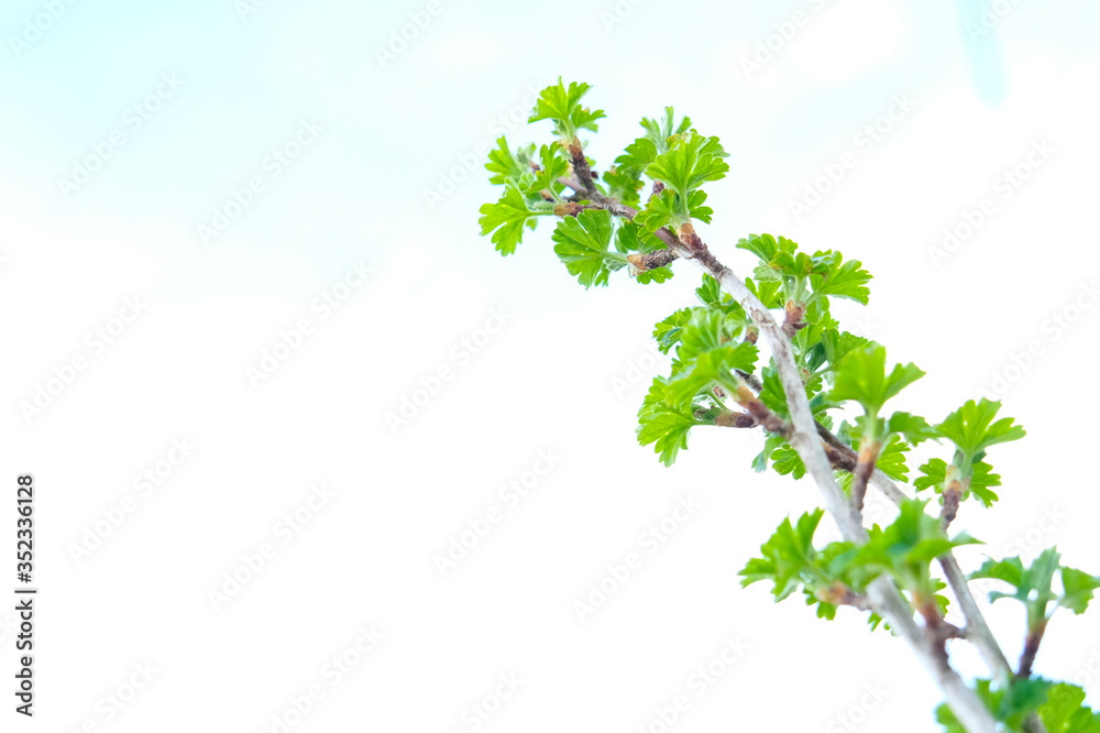A green twig, brunch of gooseberry shrub close up in spring day, copy space A green twig, brunch of gooseberry shrub close up in spring day, copy space