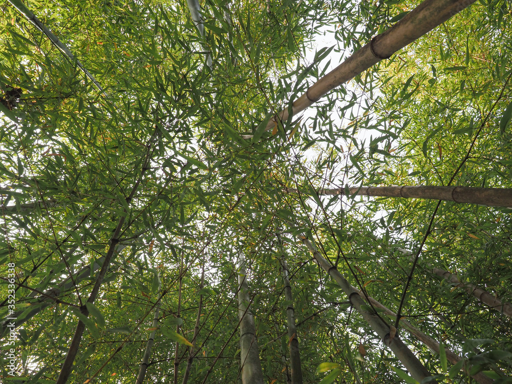 Fototapeta premium bamboo tree (Bambusoideae) background