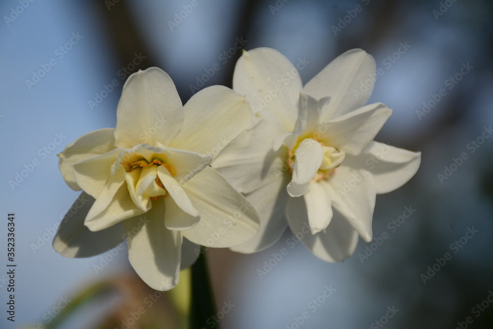 Obraz premium White-yellow terry daffodils against a blue sky
