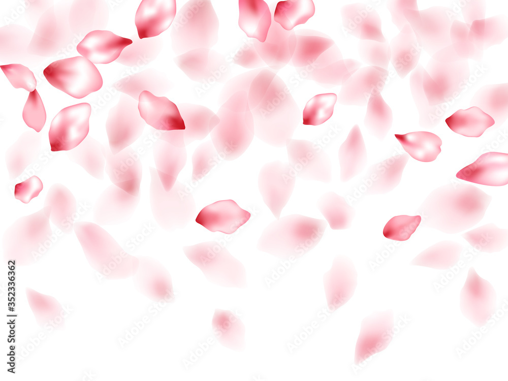 Pink sakura flower flying petals isolated on white vector background.